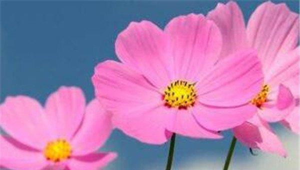 代表友谊的花有哪些？如何挑选表达友谊的花卉？