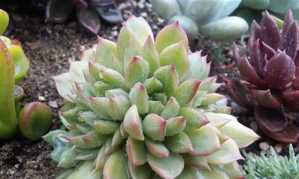 柴火灰真的适合用来种植多肉植物吗？