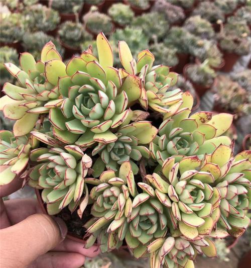 柴火灰真的适合用来种植多肉植物吗？