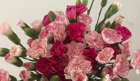 代表友谊的花语花是什么？如何选择表达友谊的花卉？
