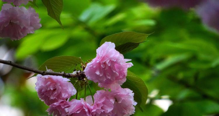 代表友谊的花语花是什么？如何选择表达友谊的花卉？