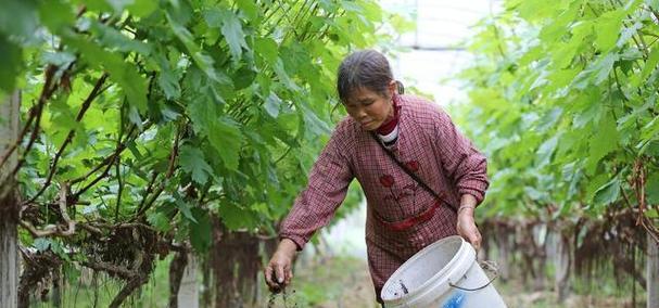 柴火灰用作肥料有效吗？如何正确使用？