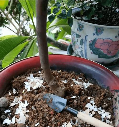 柴火灰适合种什么花和植物？使用柴火灰种植的植物有哪些好处？