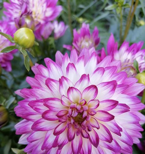 代表友谊长存的花有哪些？它们各自的意义是什么？