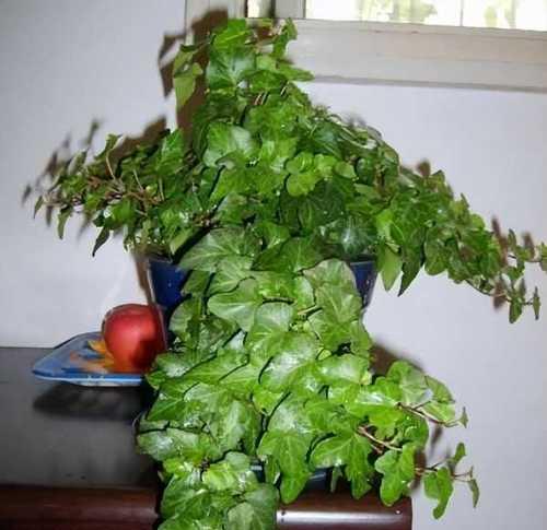柴火灰适合种什么花和植物？使用柴火灰种植的植物有哪些好处？