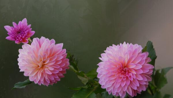 代表友谊长存的花有哪些？它们各自的意义是什么？