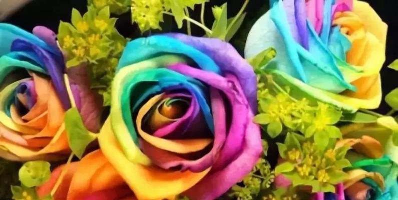 代表友谊长久的花有哪些？这些花卉的含义是什么？