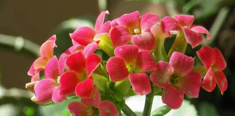 代表友谊长久的花有哪些？这些花卉的含义是什么？