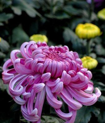 代表自负自恋尊敬的花是什么？这种花的含义和特点是什么？