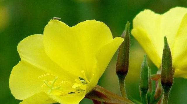 待霄草花语是什么？如何正确解读待霄草的花语含义？