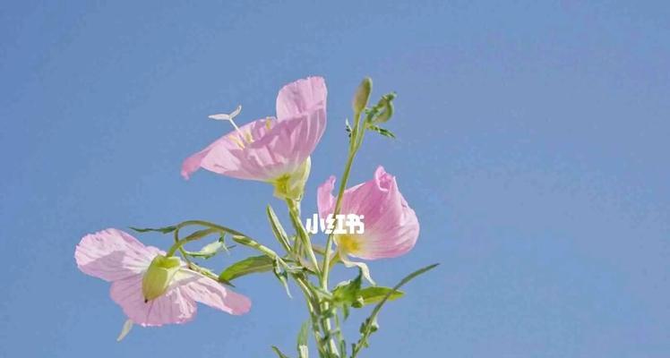 待霄草花语是什么？如何正确解读待霄草的花语含义？