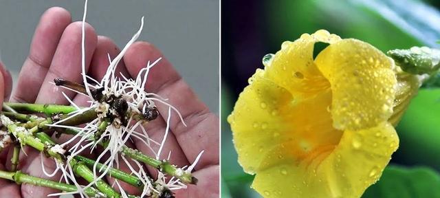 蝉花生长在什么地方？如何在野外正确识别蝉花？