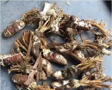 蝉花生长在什么地方？如何在野外正确识别蝉花？