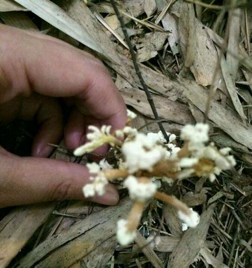 蝉花生长在什么地方？如何在野外正确识别蝉花？