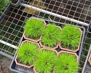 昌蒲草怎么养长的好？掌握这些技巧轻松培育健康植株！