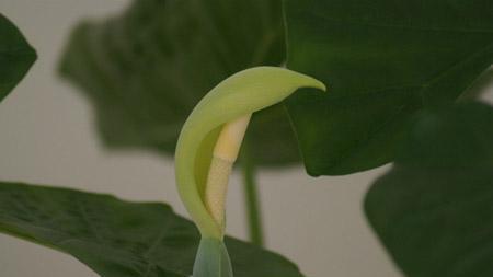 滴水观音的花语象征是什么？它有哪些寓意和含义？