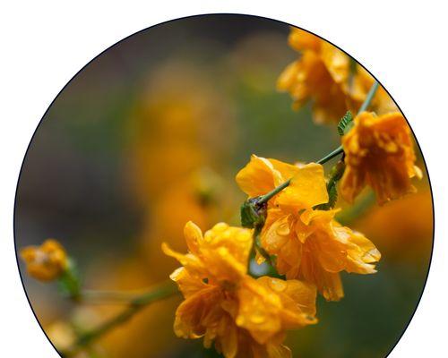 棣棠花的花语有哪些含义？