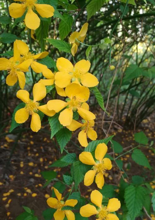 棣棠花的花语有哪些含义？