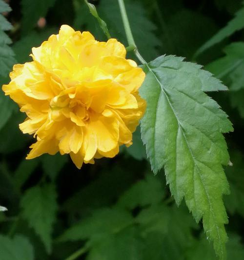 棣棠花的花语有哪些含义？