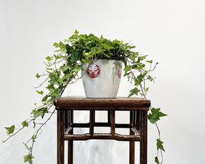 常春藤干枝是什么原因造成的？如何有效处理？
