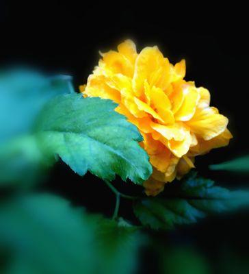棣棠花花语是什么？如何用棣棠花表达爱意？