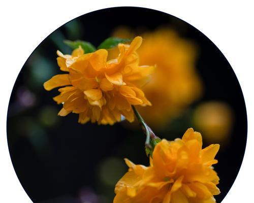 棣棠花花语是什么？如何用棣棠花表达爱意？