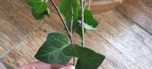 常春藤换土的最佳时间是什么时候？如何正确进行换土操作？
