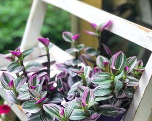 吊兰的花语是什么？如何养护才能开出美丽的花朵？