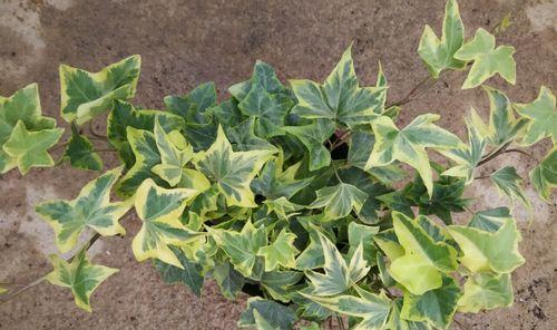 常春藤会开花吗？开花的颜色与样子是什么？