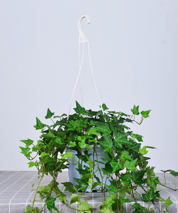 常春藤会开花吗？开花的颜色与样子是什么？
