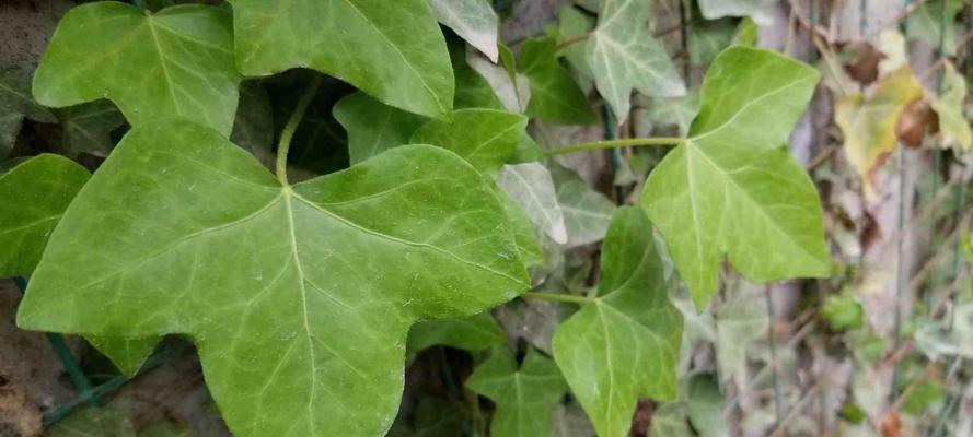 常春藤会开花吗？开花的颜色与样子是什么？