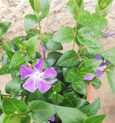 吊兰花的花语有哪些含义？