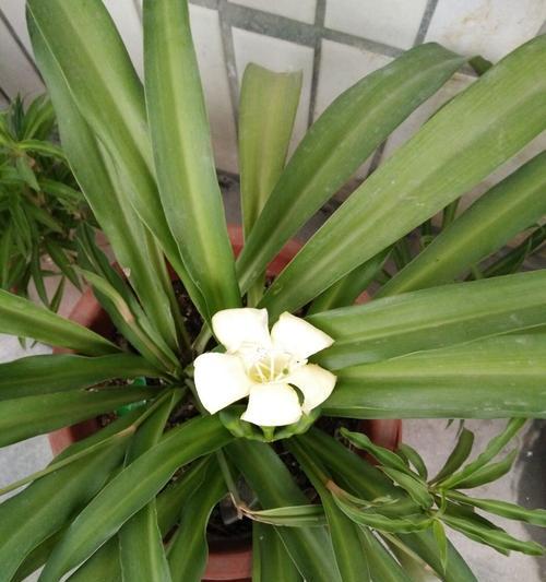 吊兰花的花语有哪些含义？