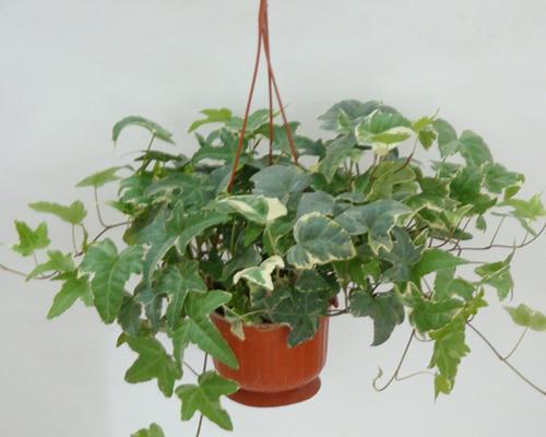 常春藤浇水频率如何随季节变化？春夏秋冬浇水指南？