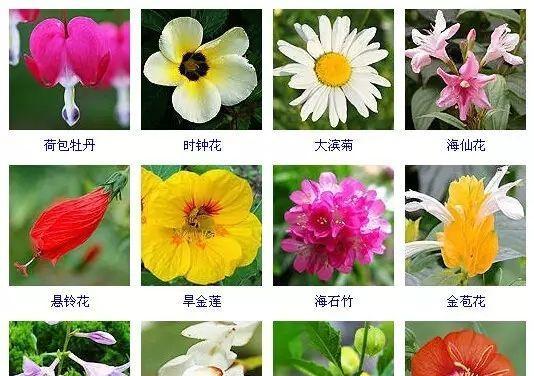 常春藤浇水频率如何随季节变化？春夏秋冬浇水指南？