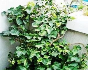 常春藤浇水频率如何随季节变化？春夏秋冬浇水指南？
