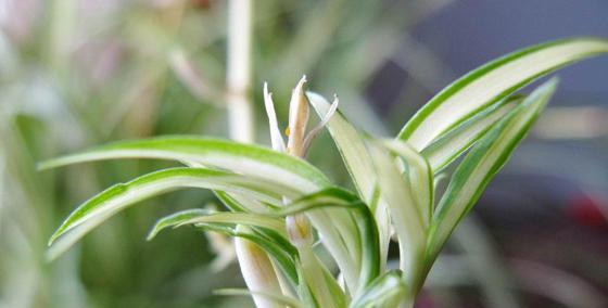吊兰花语含义是什么？如何正确理解吊兰的花语？