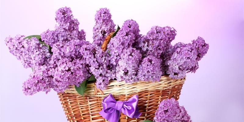 丁香花语代表什么？丁香的寓意有哪些常见问题解答？