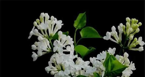 丁香花语代表什么？丁香的寓意有哪些常见问题解答？
