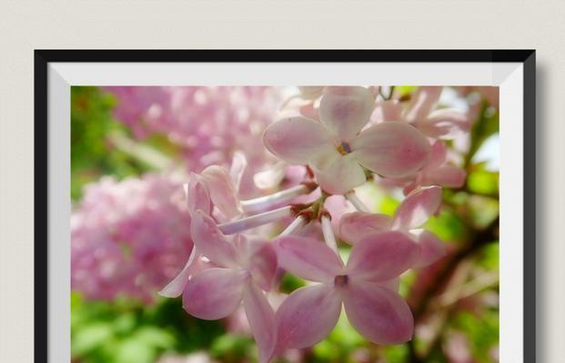 丁香的花语是什么？丁香花代表了哪些含义？