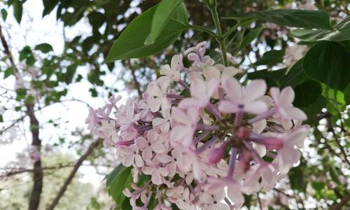 丁香的花语是什么？丁香花代表了哪些含义？