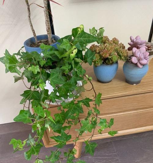 常春藤浇水要浇透吗？浇多少水才算合适？