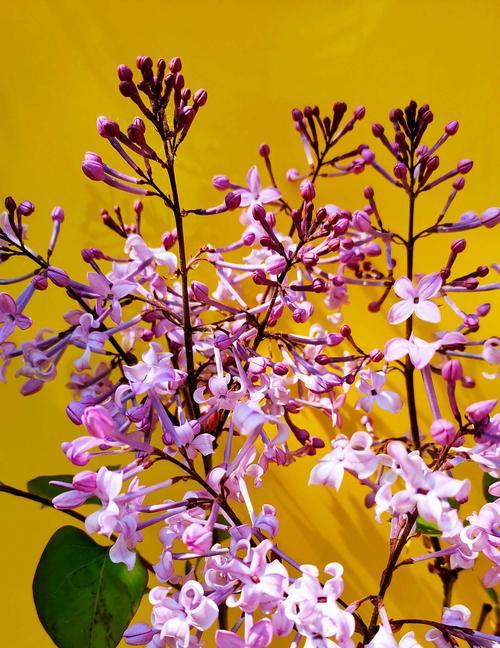 丁香花代表什么含义？丁香花的花语有哪些常见问题？