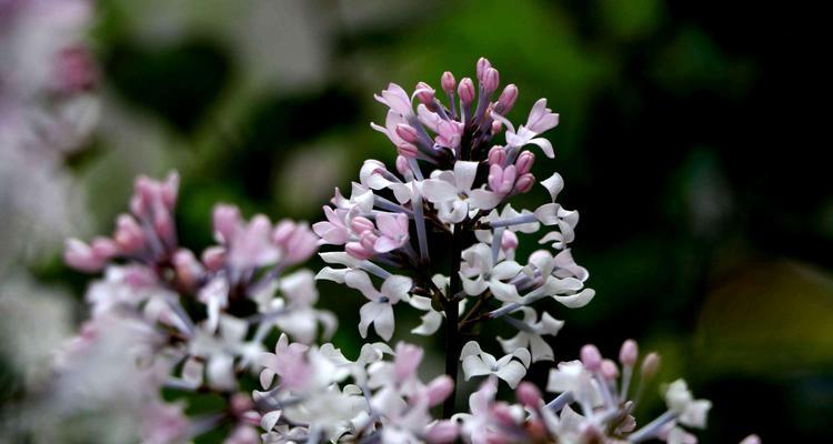 丁香花代表什么含义？丁香花的花语有哪些常见问题？