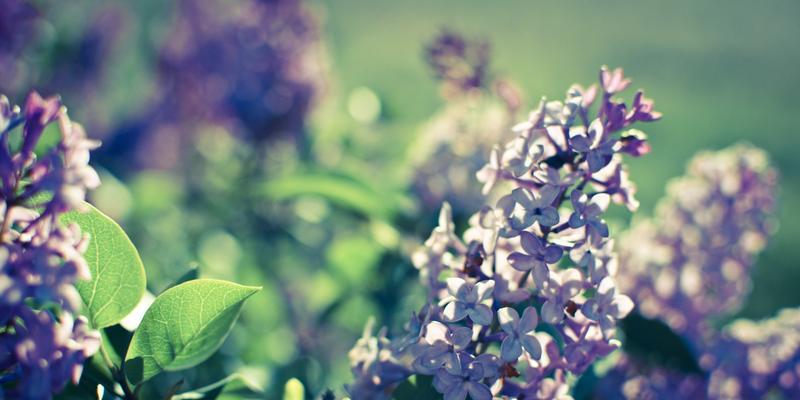 丁香花代表什么含义？丁香花的花语有哪些常见问题？