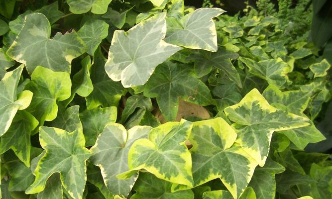 常春藤会开花吗？最佳开花时间是什么时候？