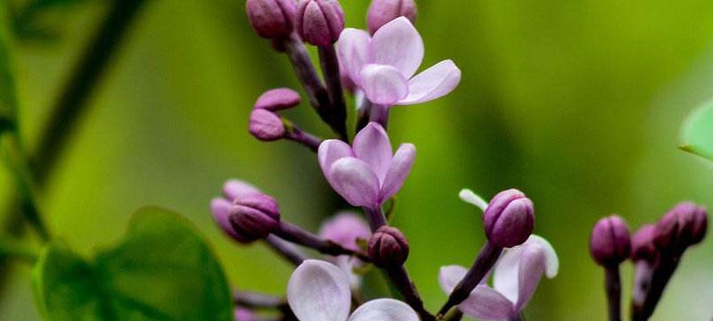 丁香花代表什么？丁香花的花语和寓意有哪些？