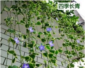 常春藤淋雨会有什么影响？如何正确养护？