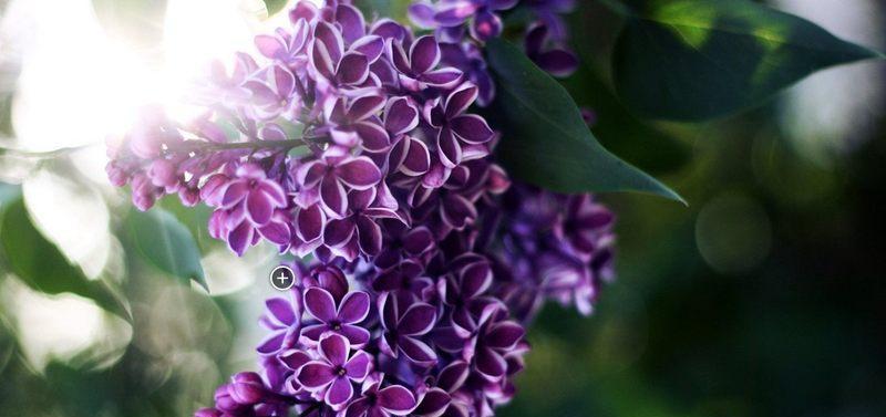 丁香花代表什么意思？丁香花的花语有哪些常见问题？