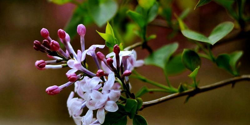 丁香花代表什么意思？丁香花的花语有哪些常见问题？